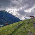 horses