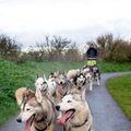 rit met honden boeken 