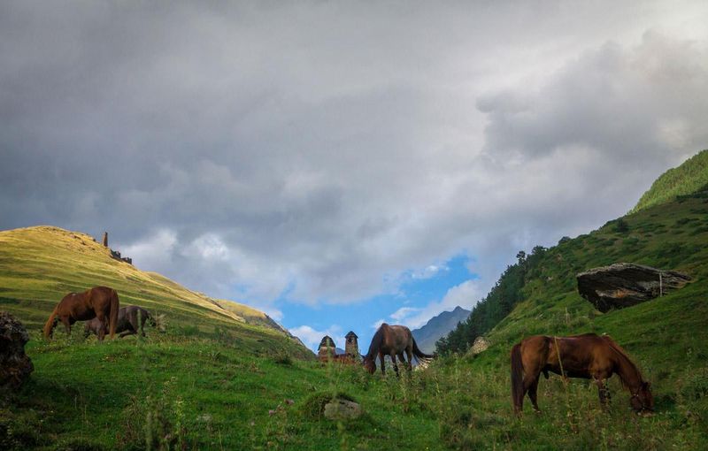 caballas