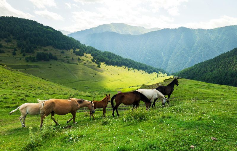 caballos